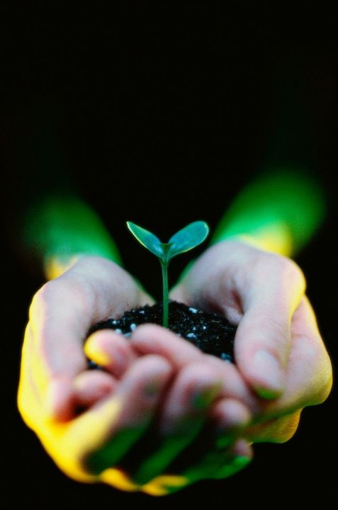 Broccoli Sprouts – a concentrated powerhouse