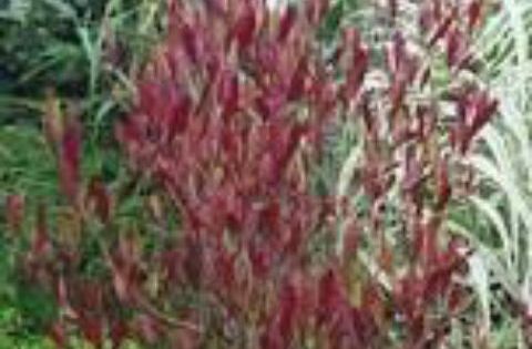 Akeake (Dodonaea viscosa) :: Natural Health Information