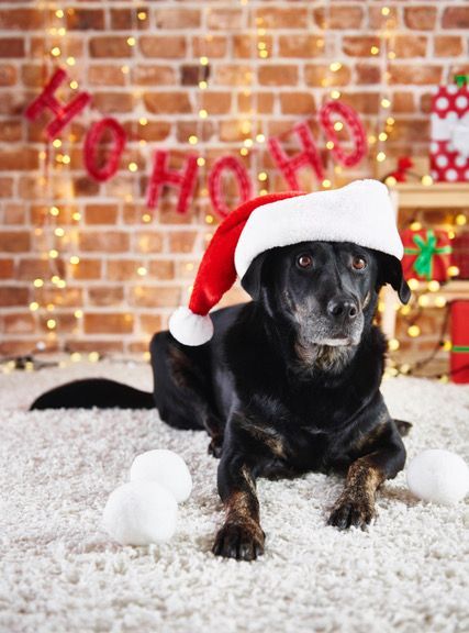 How Much Is That Doggie In The Window?