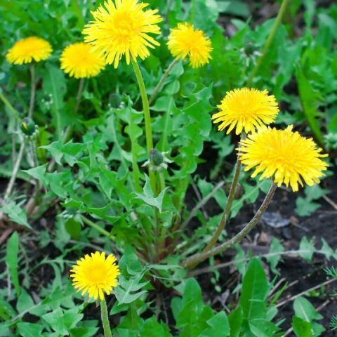 Delightful Dandelion