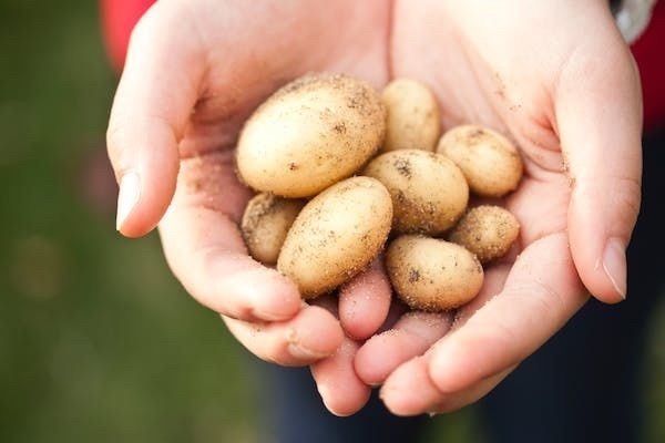 Freshly Dug Potatoes