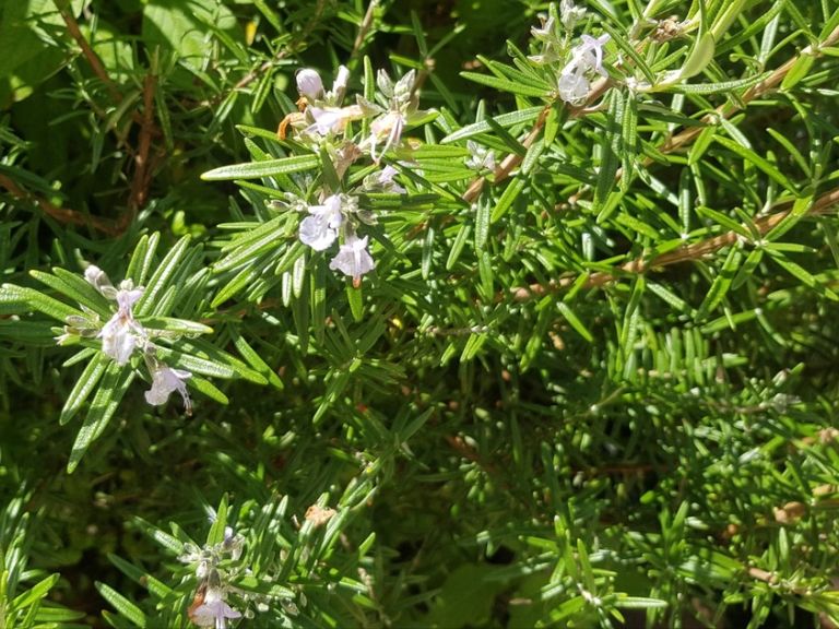 Rosemary (Rosmarinus officinalis)