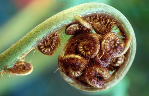 NZ Native Plant Remedy