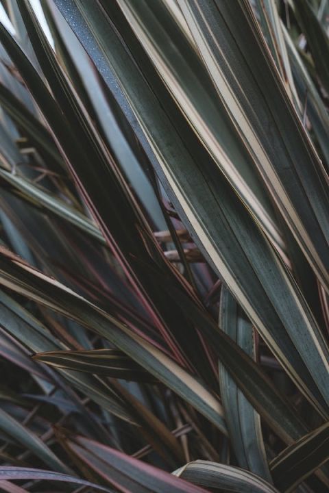 New Zealand Flax (Phormium tenax)