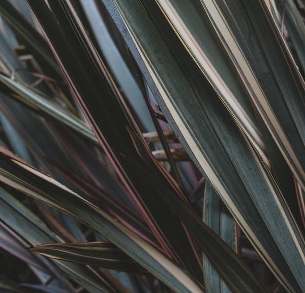 New Zealand Flax (Phormium tenax)