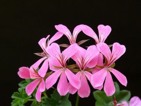 The Mosquito Geranium
