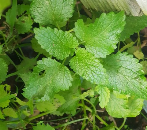 Lemon Balm - The Calming Herb