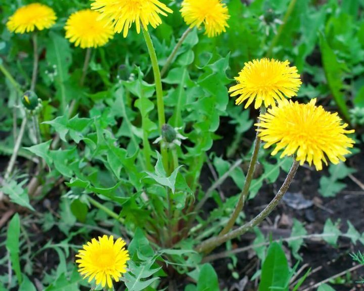 Delightful Dandelion