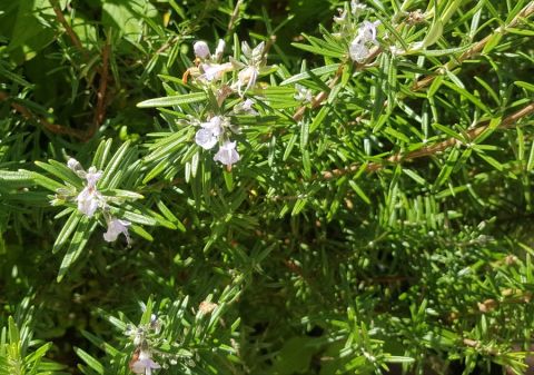 Rosemary (Rosmarinus officinalis)