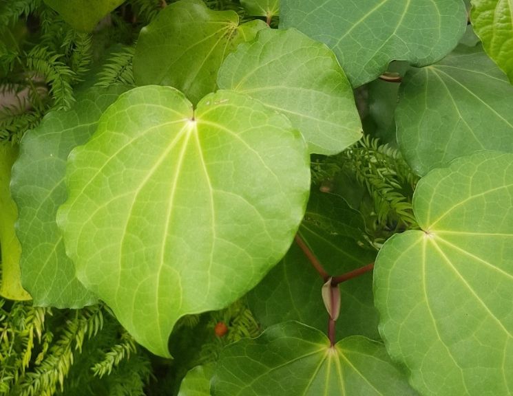 Kawakawa (Macropiper excelsum)