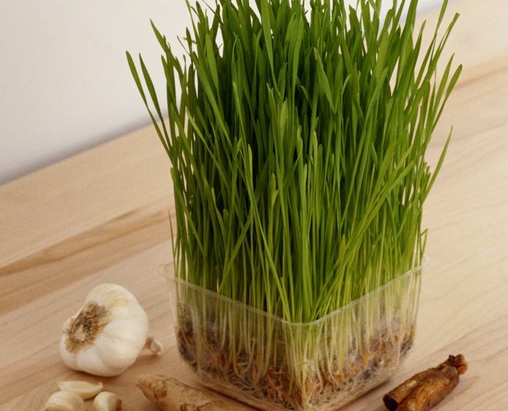 Sprouting Healthy