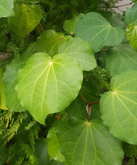 Kawakawa (Macropiper excelsum)