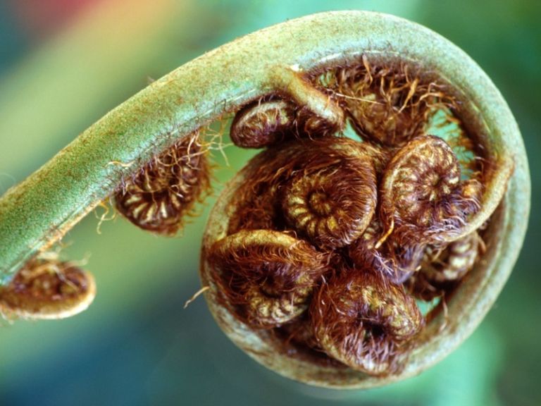 NZ Native Plant Remedy